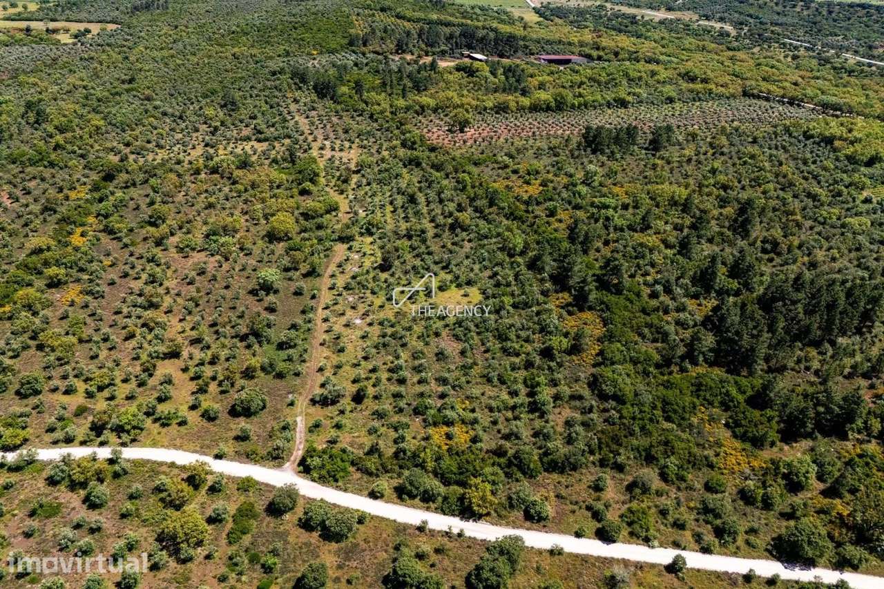Oportunidade Exclusiva de Investimento: Terreno para Eco-Resort "Oliva - Grande imagem: 5/8