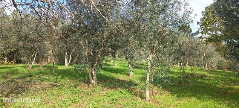 Quinta com casa habitação em Sabugosa-Tondela Tondela - Grande imagem: 5/12