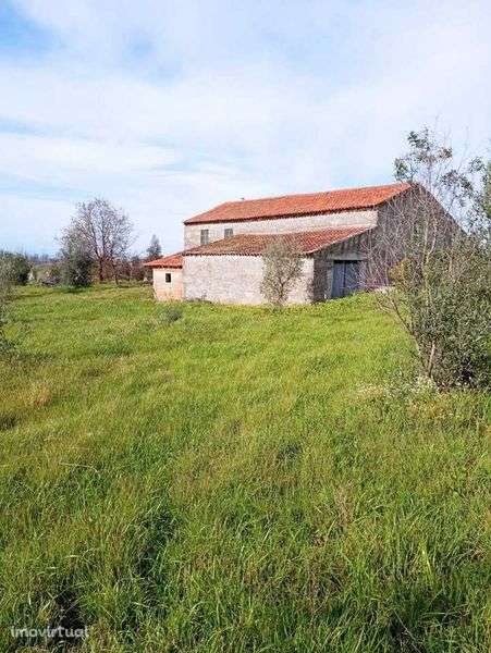 Quinta de 10 Hectares de Olival - Grande imagem: 5/8