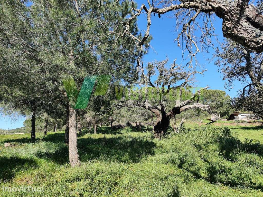 Terreno Rústico no Cotifo, Bensafrim (Lagos). - Grande imagem: 2/9