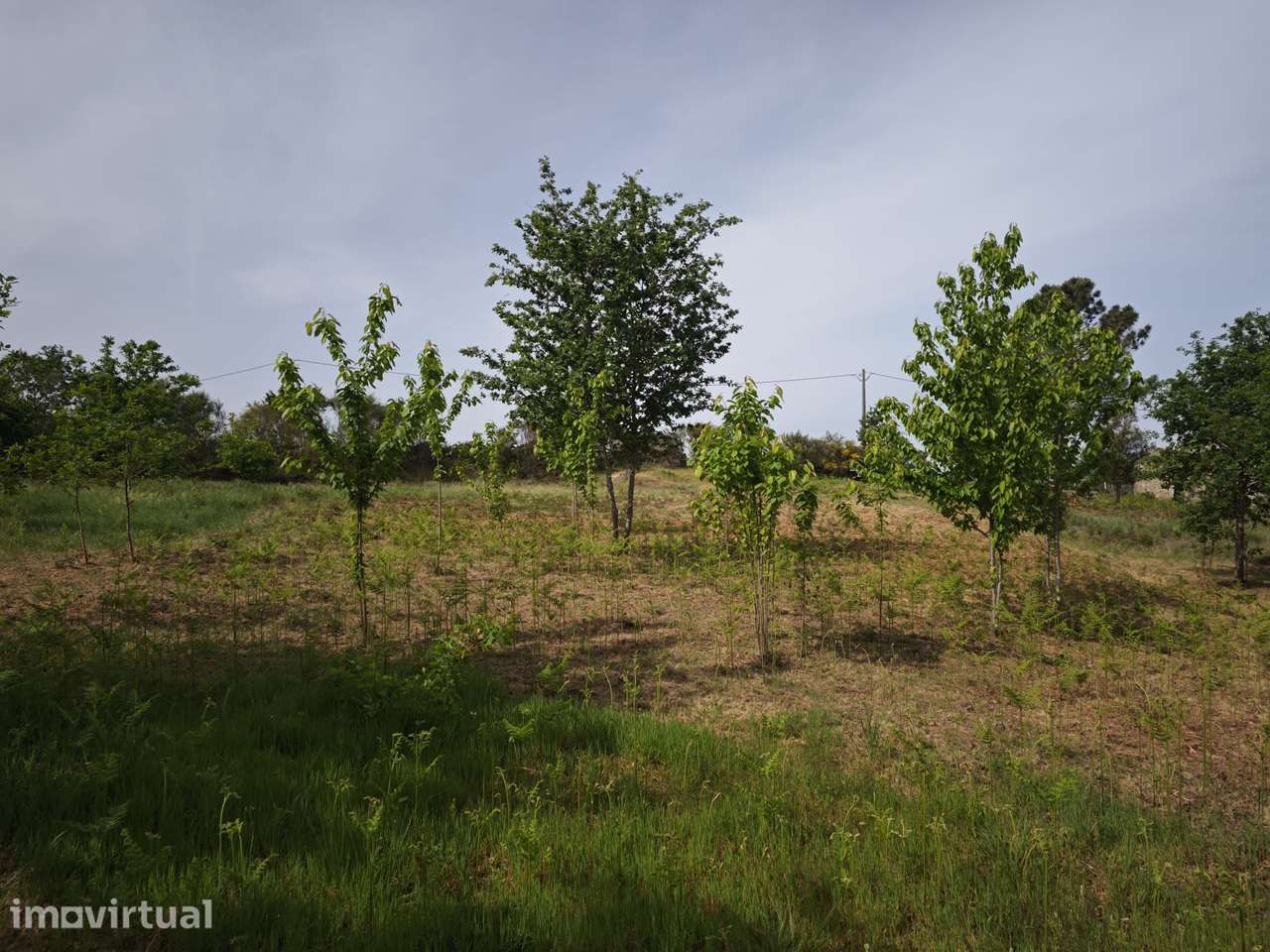Terreno urbano em Mangualde - Grande imagem: 2/9