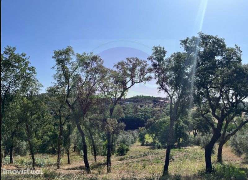 Terreno com vinha e pequeno imovel - Grande imagem: 5/12