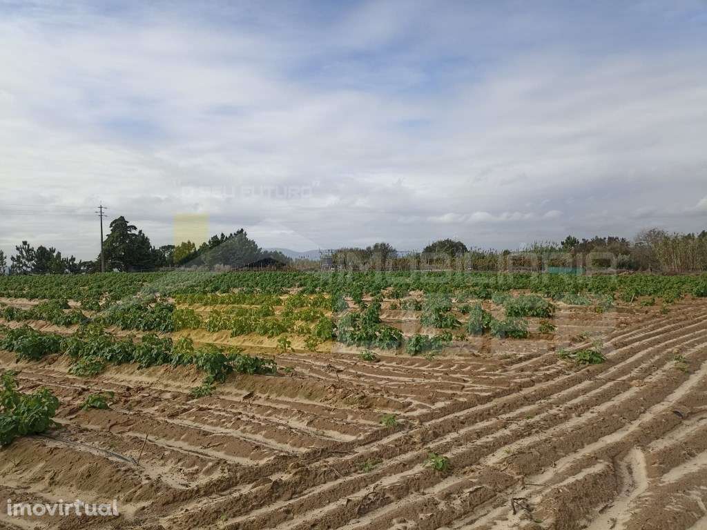 Terreno com 26.600m2 em Aveiras De Cima- Azambuja - Grande imagem: 3/13