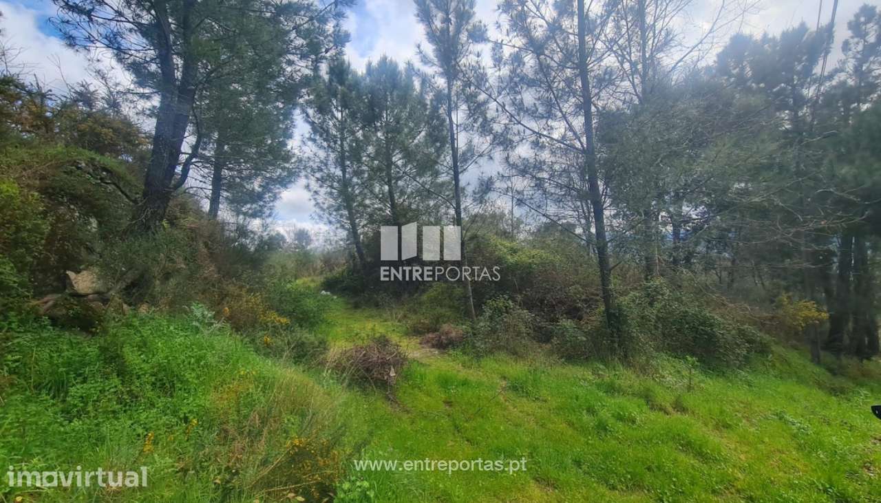 Venda Terreno, Sta. Marinha do Zêzere, Baião - Grande imagem: 2/34