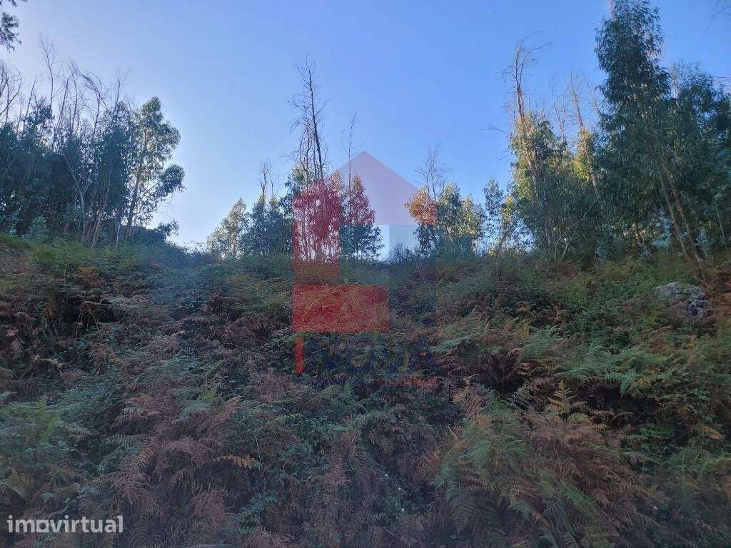 Terreno florestal, Santiago Carreiras - Grande imagem: 4/5