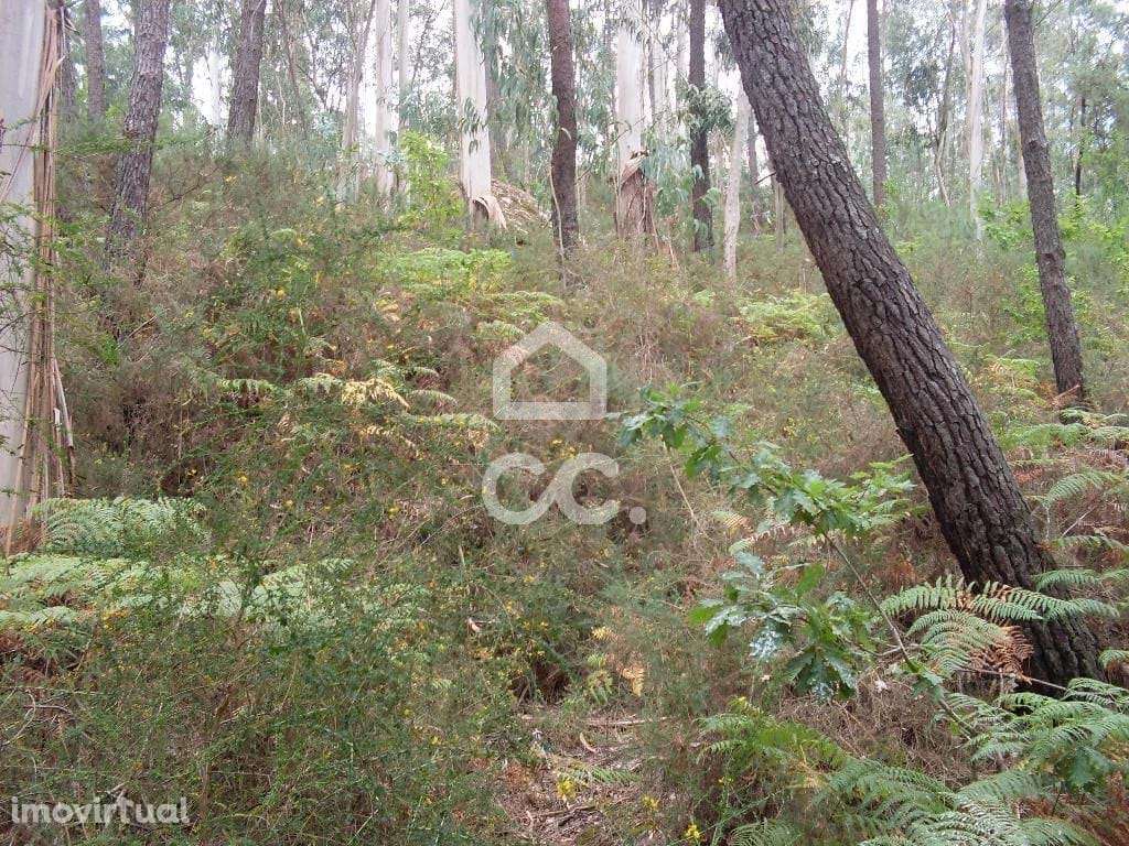 Terreno rústico - Terreno Florestal - Grande imagem: 5/12