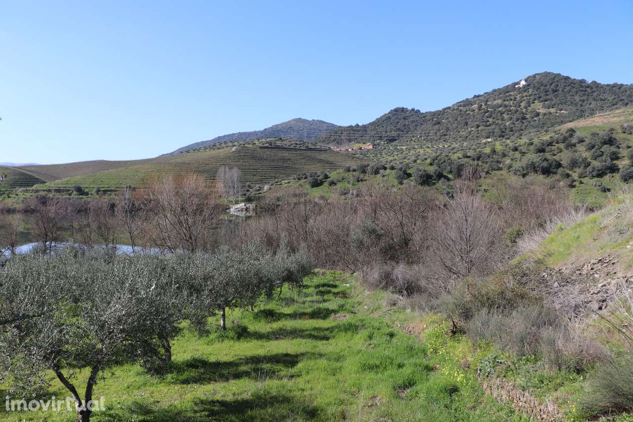 Quinta  Venda em Torre de Moncorvo,Torre de Moncorvo - Grande imagem: 4/34