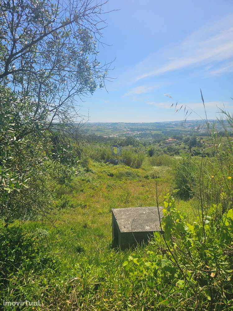 Conjunto de 7 Terrenos entre Alcobaça e Aljubarrota - Grande imagem: 2/10