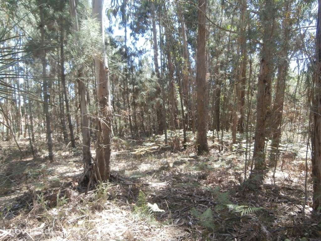 Terreno a Eucaliptal em Paradela (venda judicial - verba n.º 9) - Grande imagem: 4/6