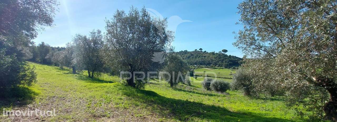 Terreno Rústico, Olival em Arneiro das Milhariças, Santarém. - Grande imagem: 2/15