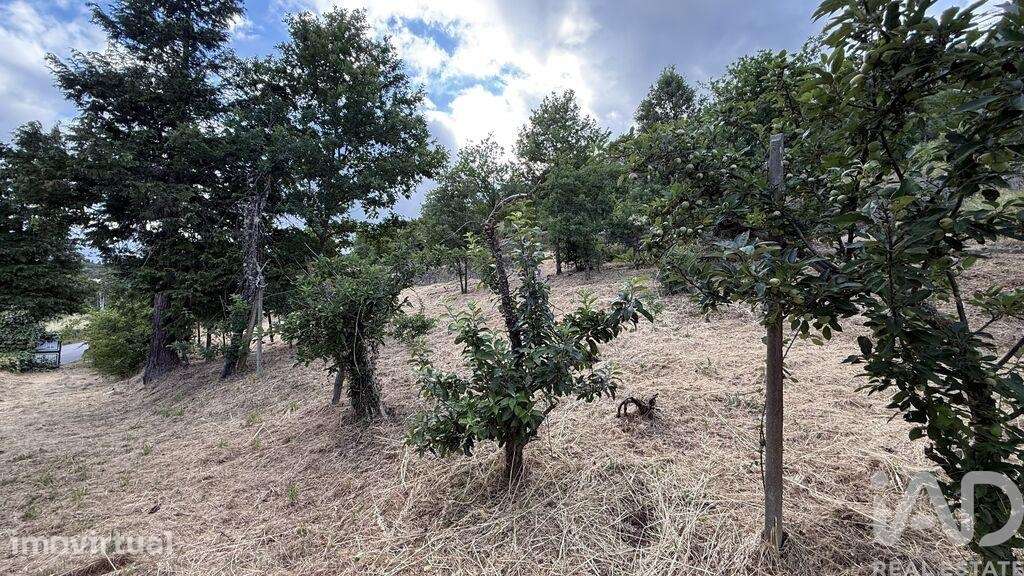 Quinta rural T4 em Parada de Cunhos de 120 m2 - Grande imagem: 4/40