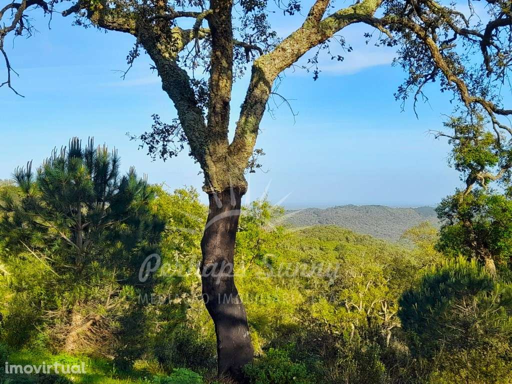 Terreno Rústico Grândola - Grande imagem: 3/25