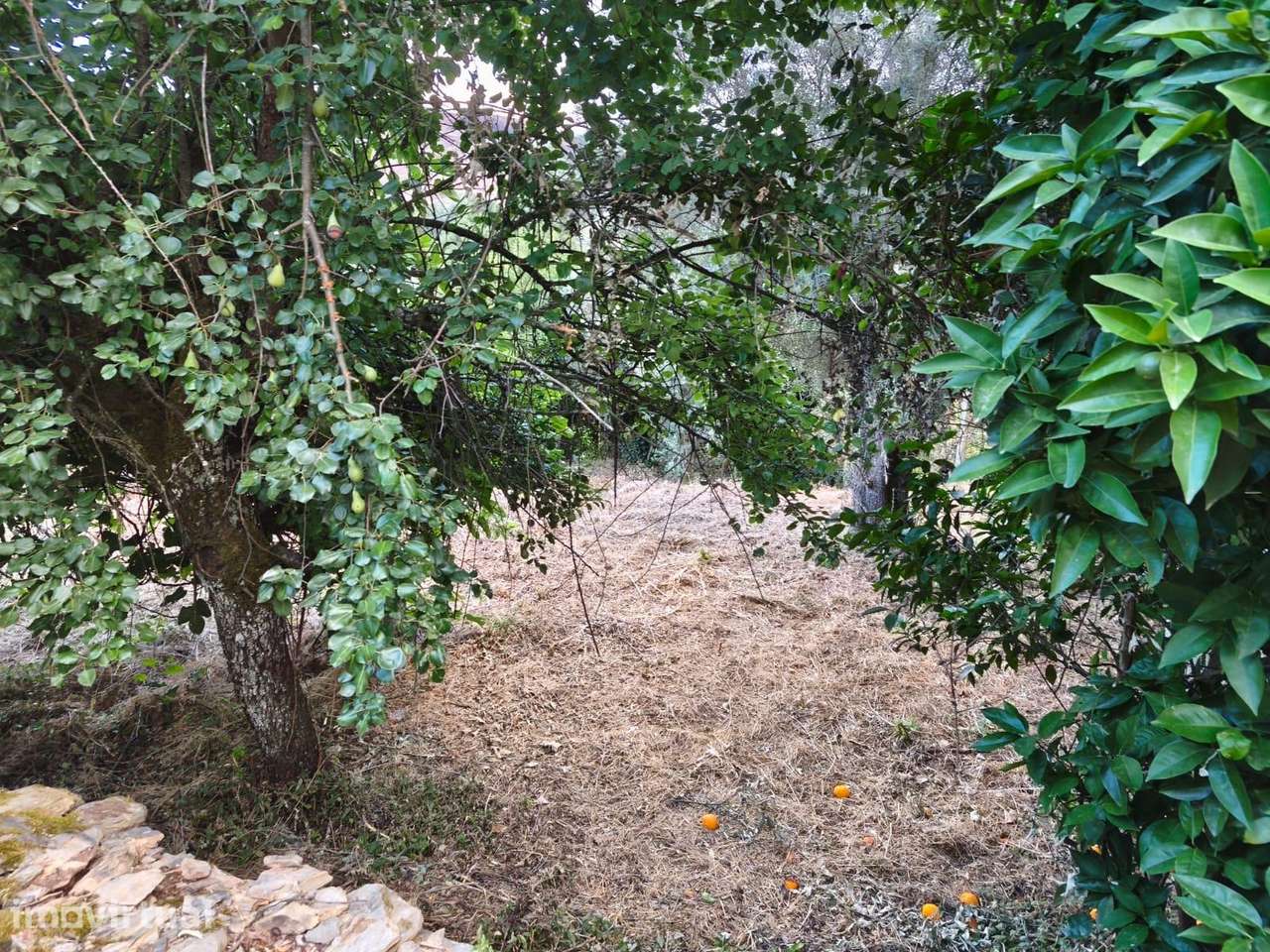 Terreno rustico - Grande imagem: 3/7