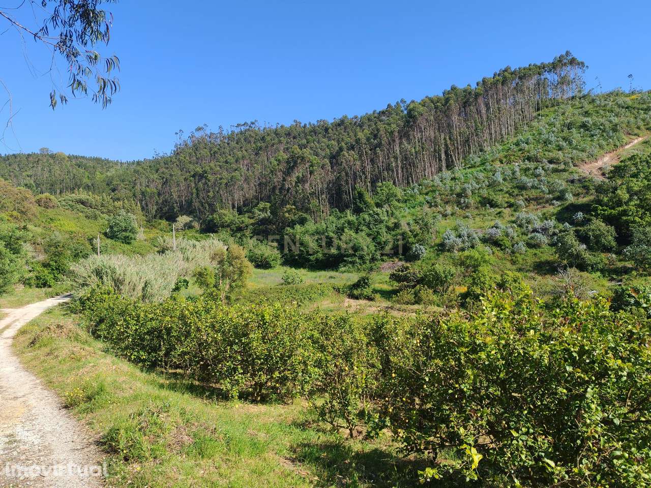 Terreno com Limoeiros | Chanca - Mafra - Grande imagem: 4/7