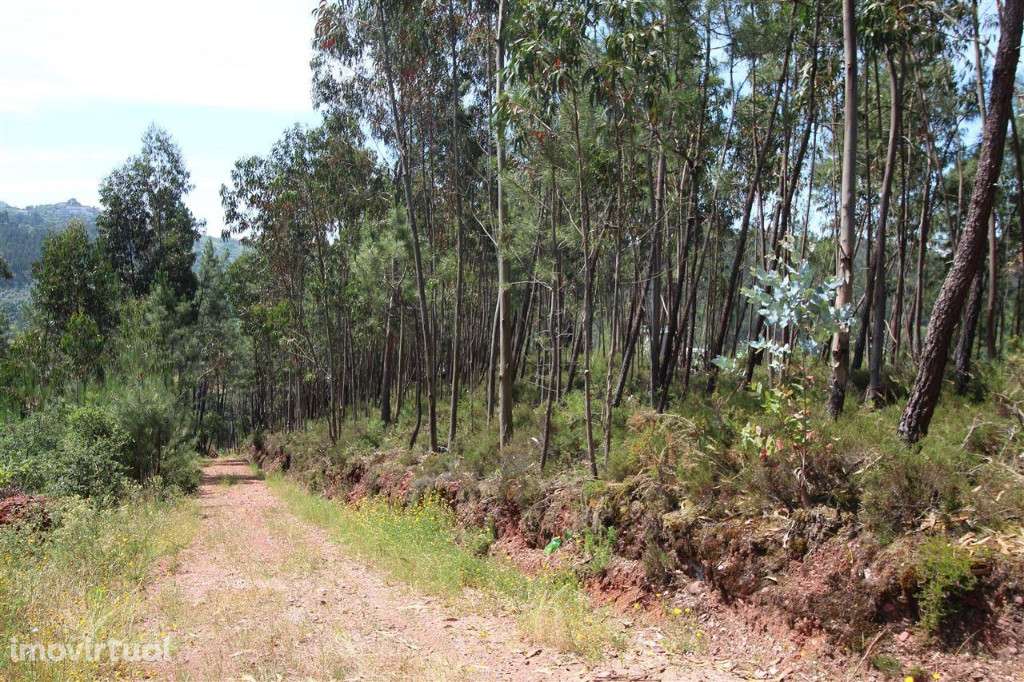 Terreno Construção Pingo Doce Eiras - Grande imagem: 3/11