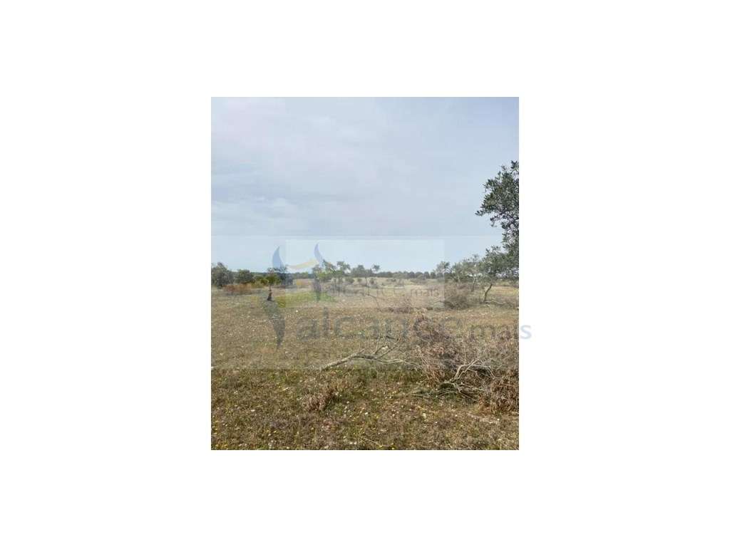 Terreno Agrícola com 5,775 hectares para venda em Vila Nova de São ... - Grande imagem: 4/13