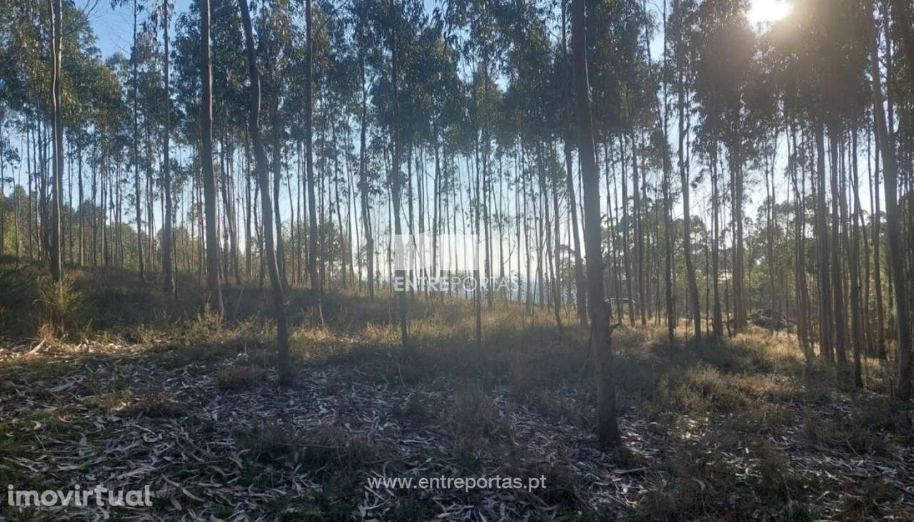 Venda de Terreno florestal com 30.500 m2, Rates, Póvoa de Varzim - Grande imagem: 3/11