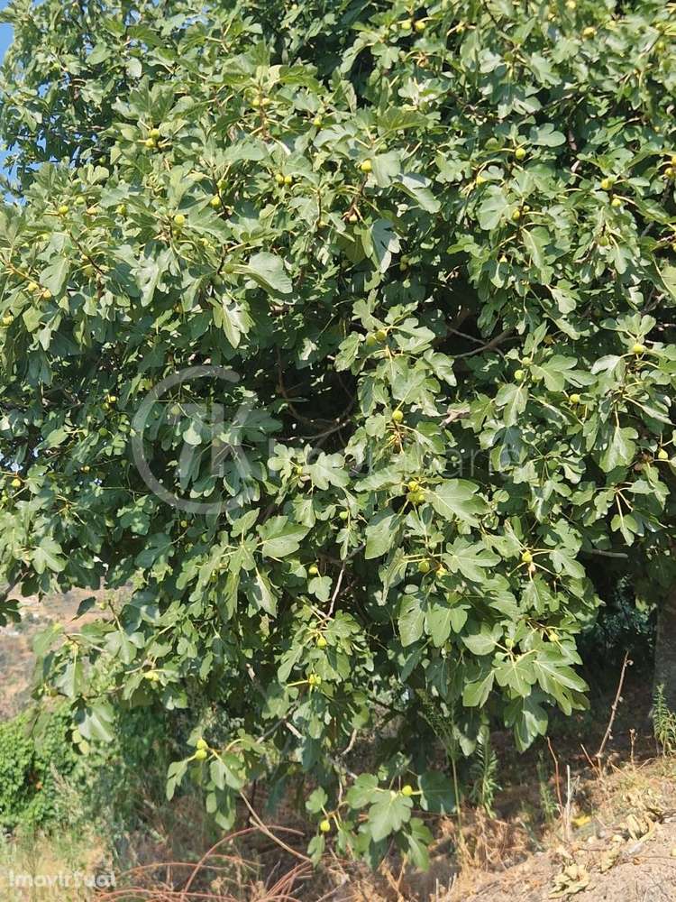 Terreno para Construção Gove, Baião - Grande imagem: 4/8