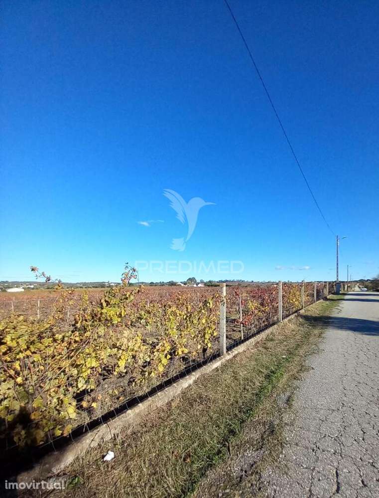 QUINTA AGRICOLA - Grande imagem: 4/11