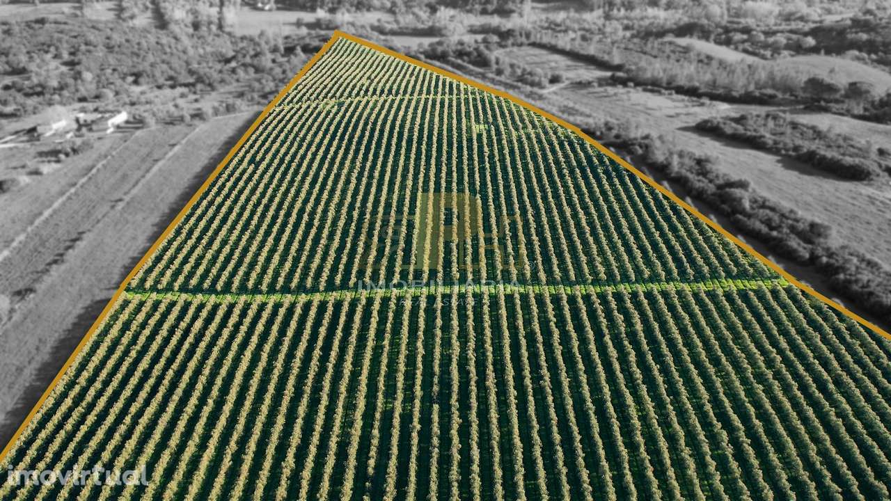 Terreno Rústico  Venda em Almoster,Santarém - Grande imagem: 5/7