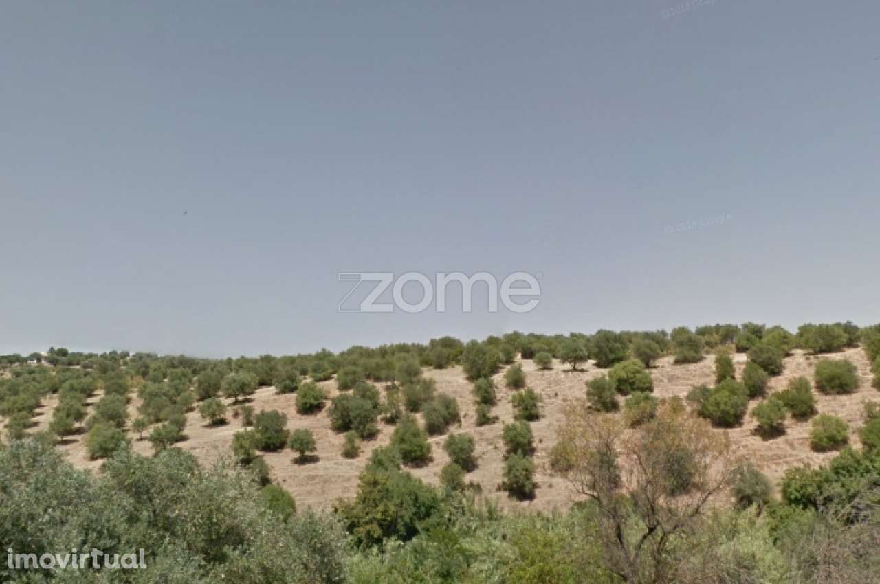 Terreno composto por Olival com 180 Oliveiras - Grande imagem: 4/4
