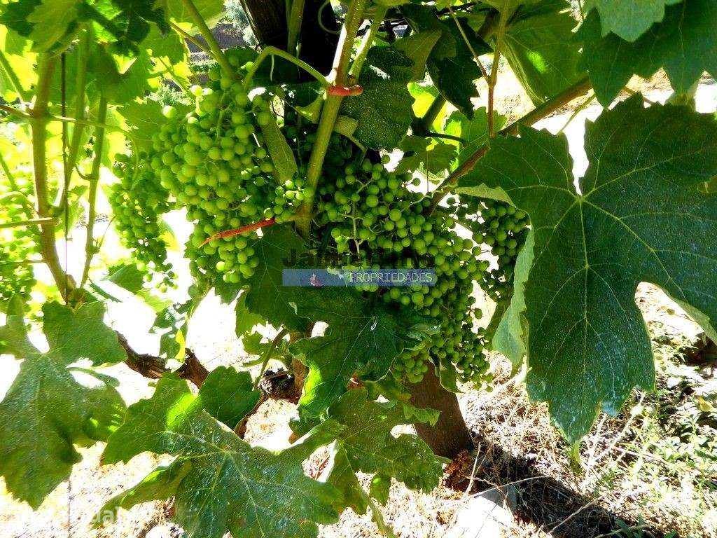 Quinta 10ha de Vinho do Porto e DOC, Pinhão. Portugal, Douro. - Grande imagem: 3/9