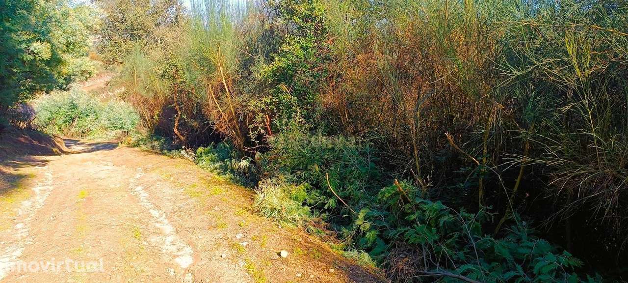 Terreno agrícola em solarenga encosta de Santa Marinha do Zêzere, Baiã - Grande imagem: 5/21