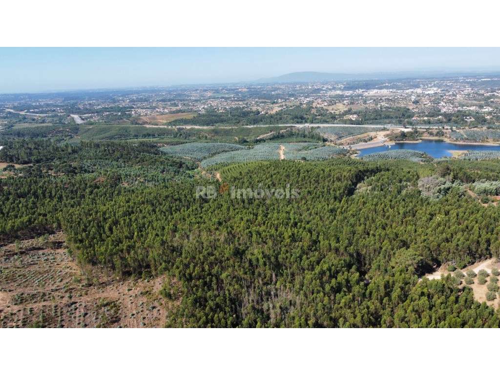 5 Terrenos de Eucaliptal - Carril, Tomar - Grande imagem: 2/8