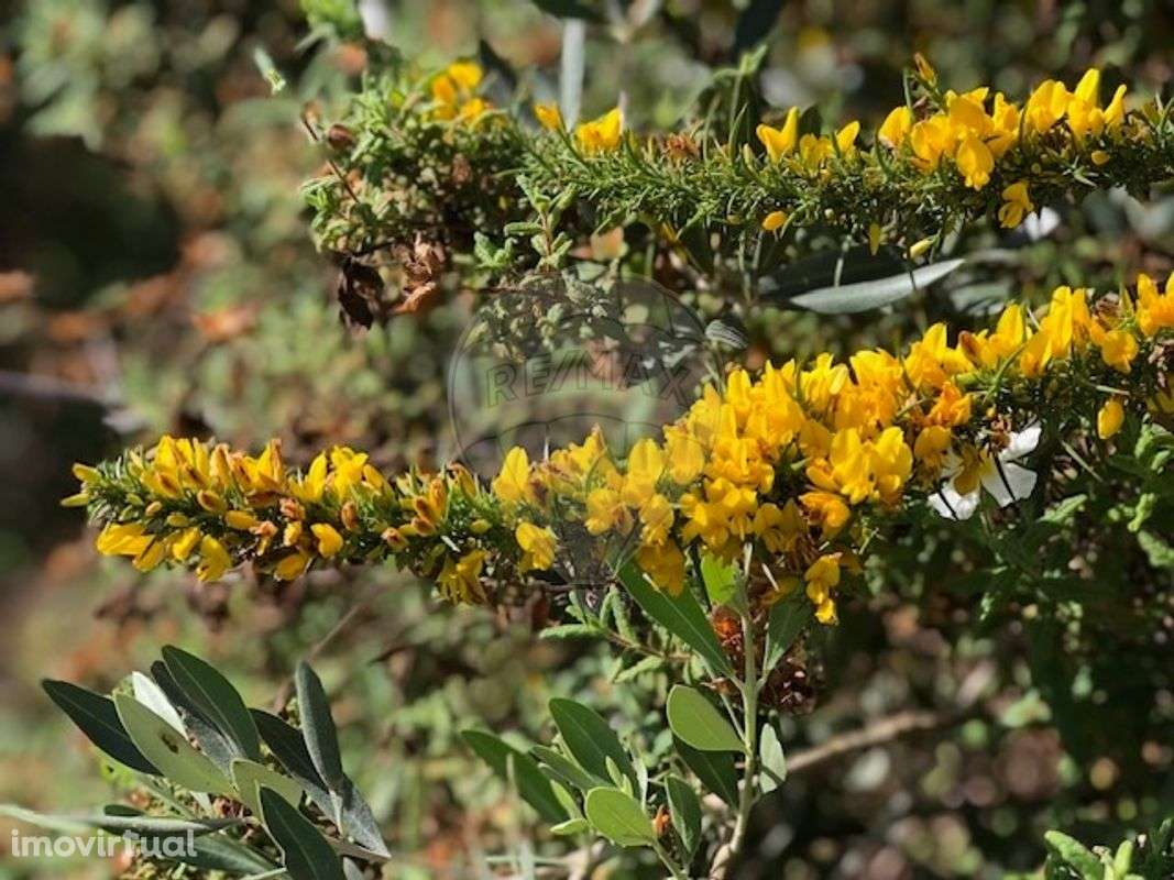 Terreno  para venda - Grande imagem: 2/3