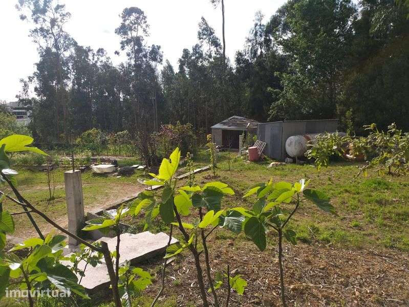 Terreno c/1200m2 Nogueira do cravo - Grande imagem: 4/4
