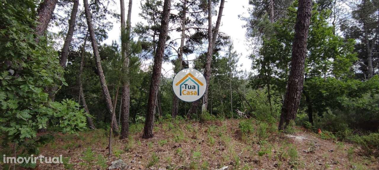 Terreno Rústico em Aguiar da Beira - Grande imagem: 2/21