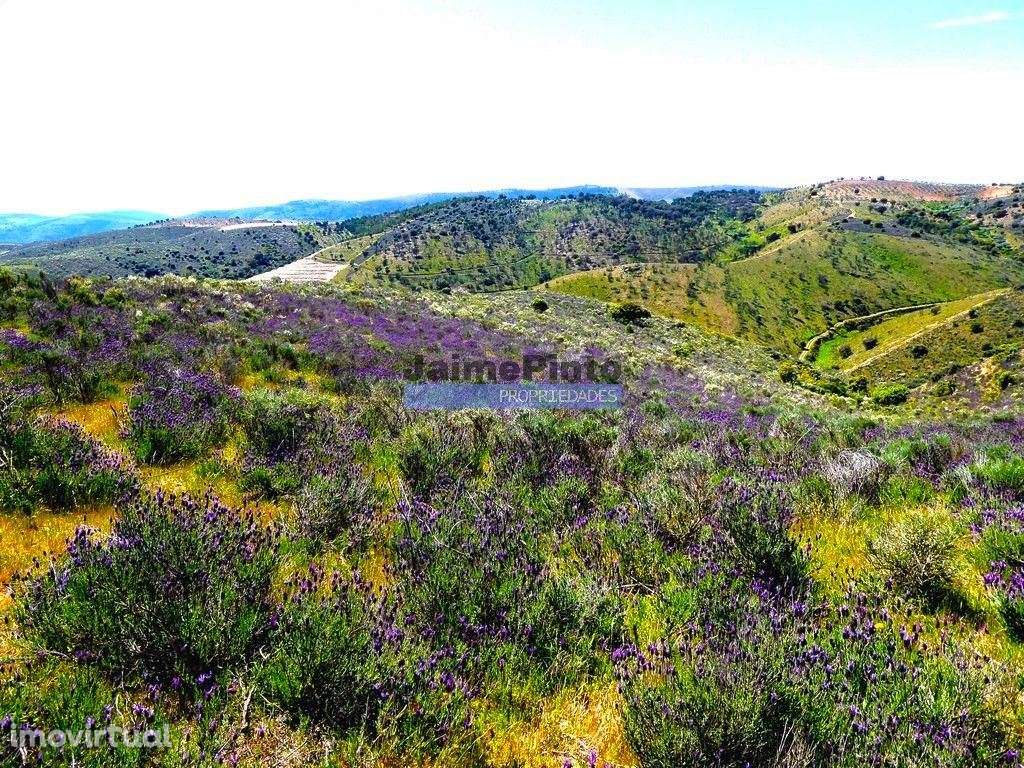 78.000m2 Terreno para Plantações e para construção Casa de Campo. P... - Grande imagem: 4/9
