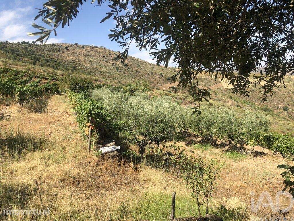 Terreno Agrícola em Poiares - Grande imagem: 5/27