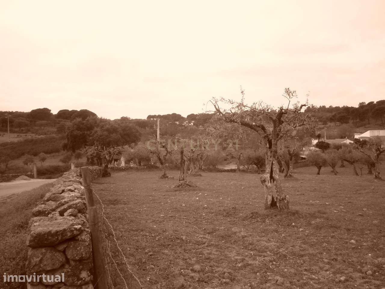 Vende-se Olival em Porto da Boga Portalegre - Grande imagem: 3/6