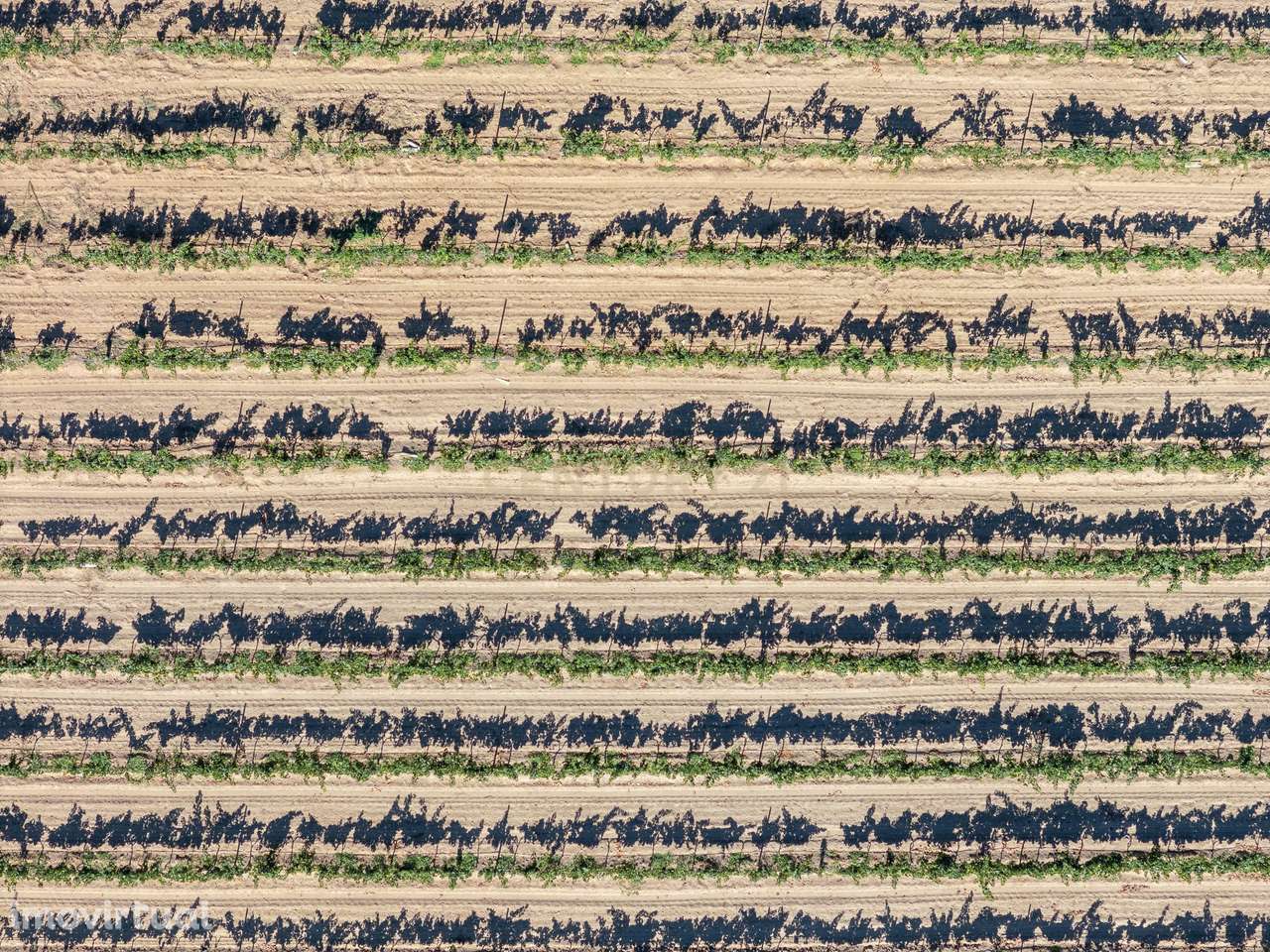 Herdade Vitivinícola de Excelência no Coração do Algarve - Grande imagem: 5/60
