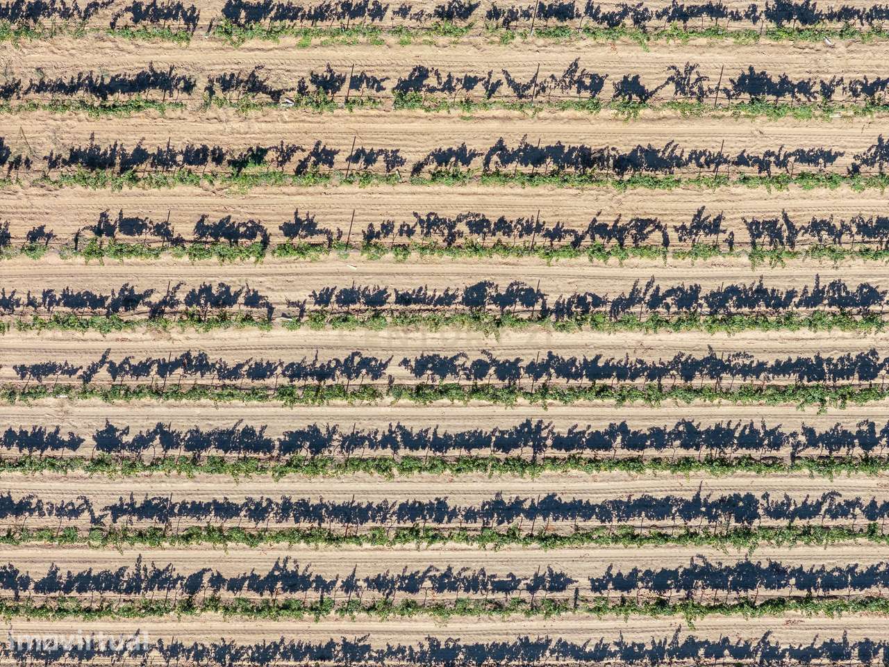 Herdade Vitivinícola de Excelência no Coração do Algarve - Grande imagem: 5/60