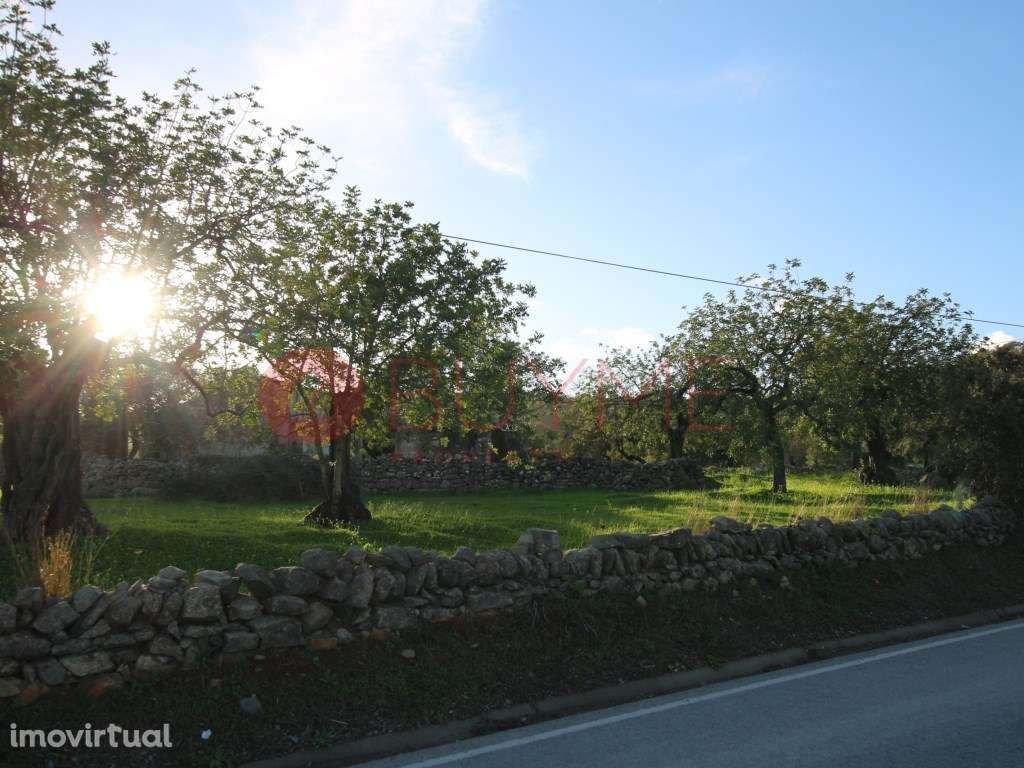 Terreno Urbano com Potencial de Construção em S. Brás de Alportel - Grande imagem: 3/4
