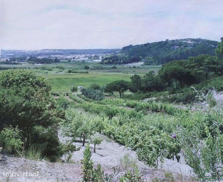 Terreno rustico Óbidos - Grande imagem: 2/3
