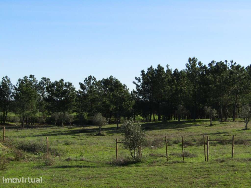Lotes para Construção - preço por lote: 32 500 € - Grande imagem: 4/14