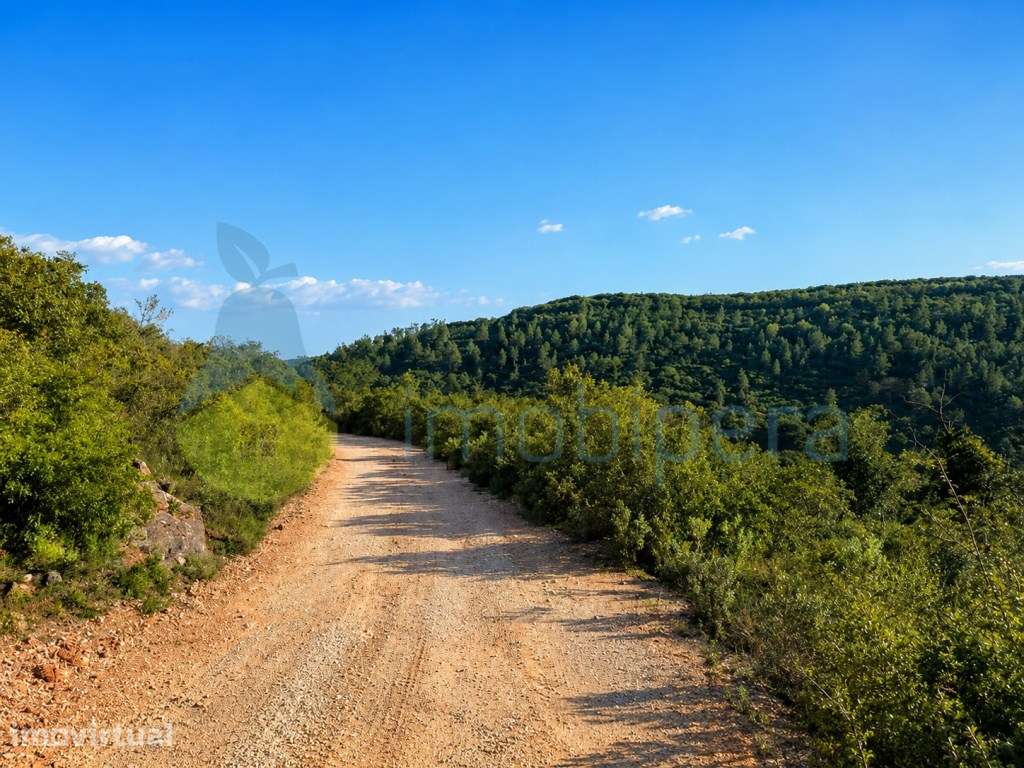 Terreno agricola com vista panoramica em Pomar Pico Alto S.Bartolom... - Grande imagem: 2/5