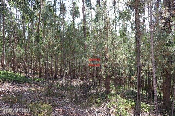 Terreno - Grande imagem: 2/8