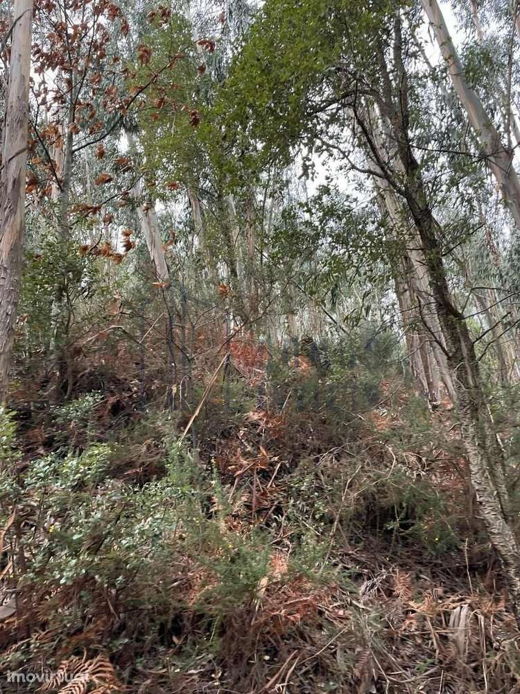 Terreno localizado na freguesia de São Tomé de Covelas - Grande imagem: 5/8