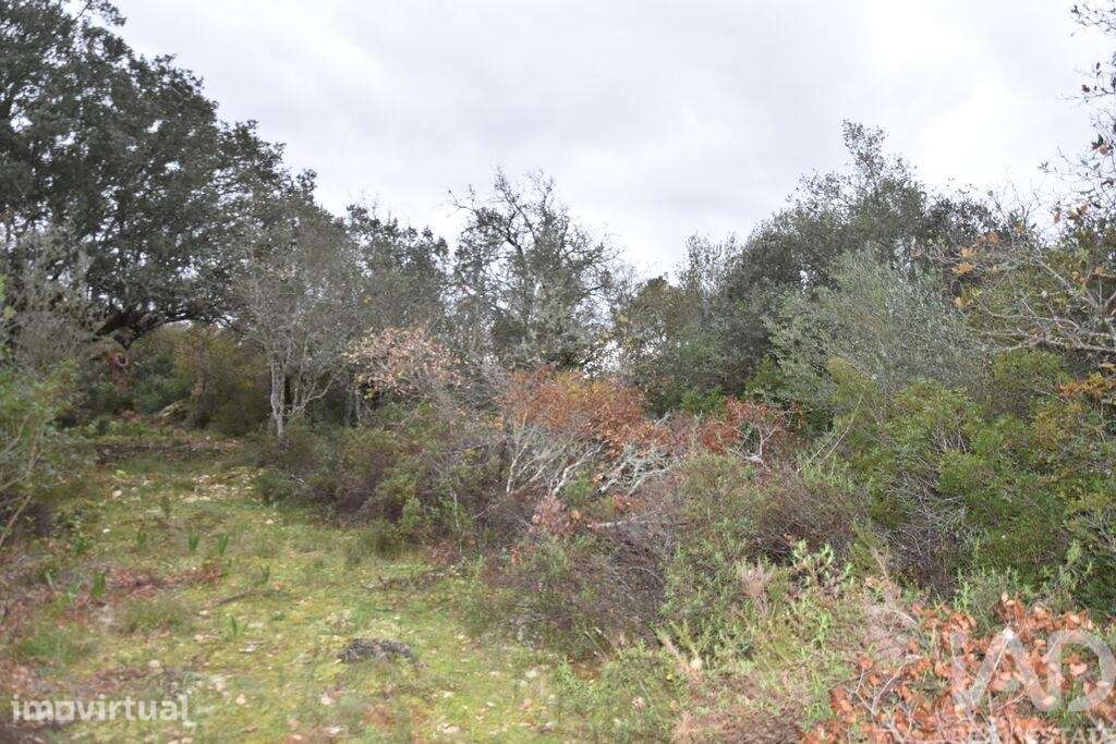 Terreno em Chãos de 8880,00 m2 - Grande imagem: 3/22