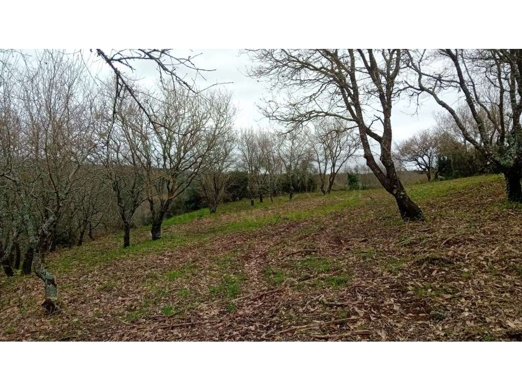Terreno Rústico com 9.800m² | Rebanque | Furo 240m | Carvalho - Grande imagem: 3/17
