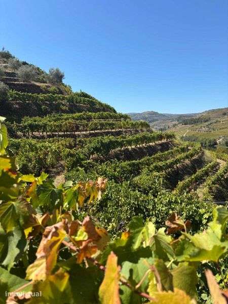 Terreno Agrícola com Vinha e Benefício - Douro / Tua - Grande imagem: 5/9