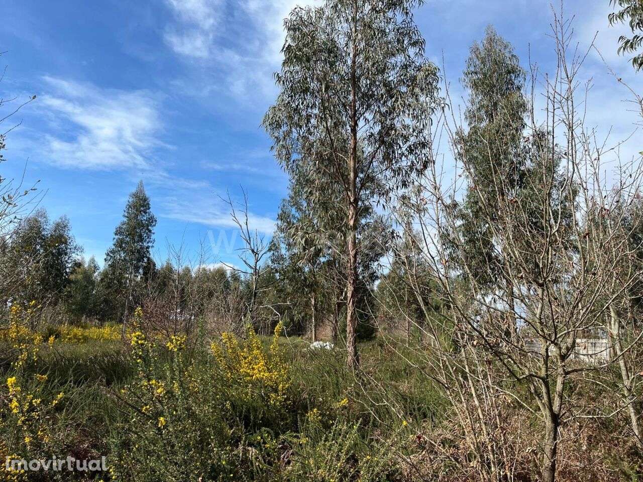 Terreno / Seia, Tourais e Lajes - Grande imagem: 3/11
