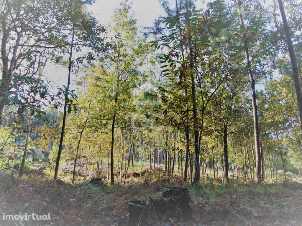 Terreno em Barcelos! - Grande imagem: 2/10