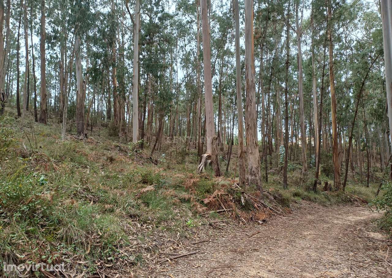 Terreno no Juncal - Grande imagem: 3/4