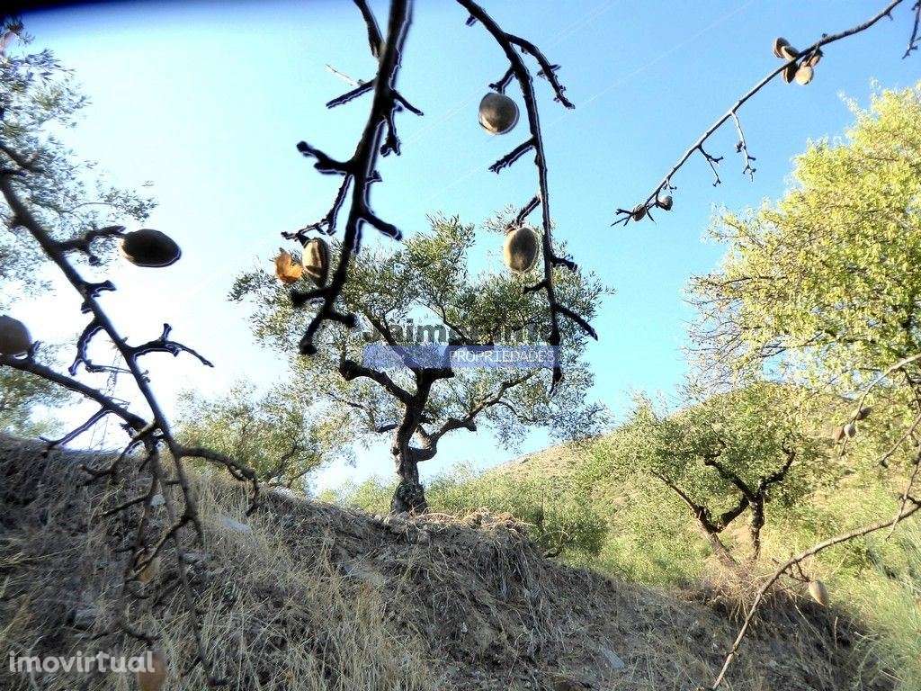 Propriedade com 5.100 oliveiras, 52ha, Barca DAlva. Portugal, Douro... - Grande imagem: 4/9