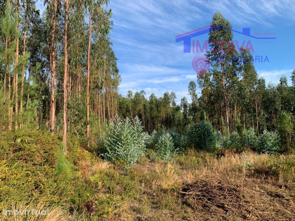 Terreno de eucaliptal na freguesia de Vila Facaia - Grande imagem: 2/4